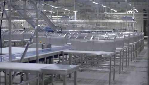 牛來了 柳疃鎮(zhèn)雅拉生態(tài)食品產(chǎn)業(yè)園進(jìn)口肉牛屠宰加工能力不斷提升