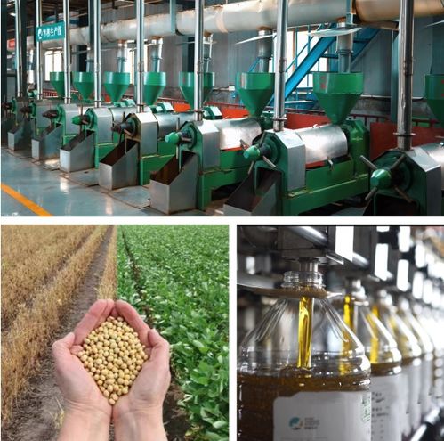 精耕促產業(yè) 堅守做實業(yè) 西旅生態(tài)實業(yè)以農產品精深加工為載體助力鄉(xiāng)村產業(yè)高質量發(fā)展